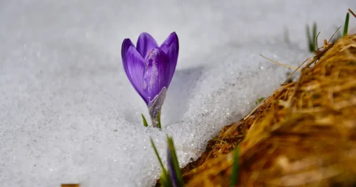 Pink Flower in Snow